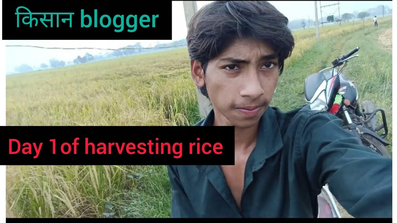 Vlogger Rice 🌺Kisan vlogger 🌾. Day 1 of harvesting rice.#agriculture 🍁 - YouTube