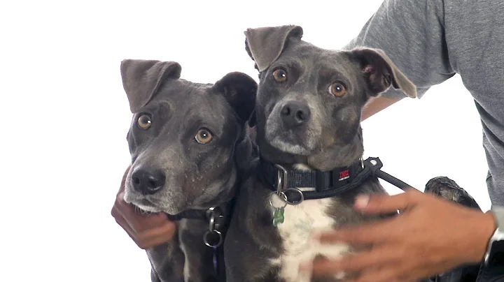 Adopt Laverna & May