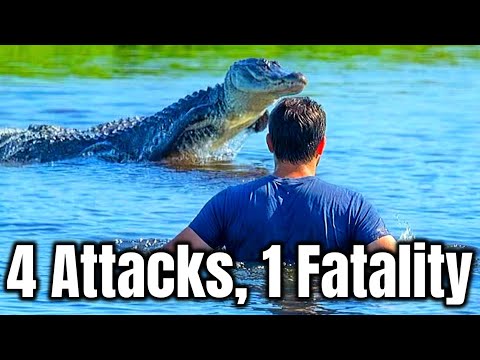 Video Floridas Alligator Attack Surge Explained