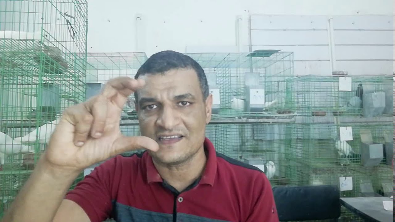 طريقة عمل لبا الحمام ميكس لتأكيل الزغاليل م أسامة حسين