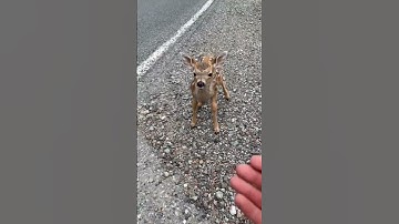 Thumbnail of This Deer Was With Its Mother When It Did The Cutest Thing Ever
