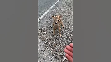This Deer Was With Its Mother When It Did The Cutest Thing Ever 