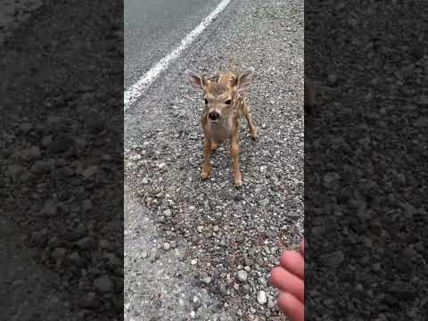 Video: Dwarf antelope - an animal that builds nests