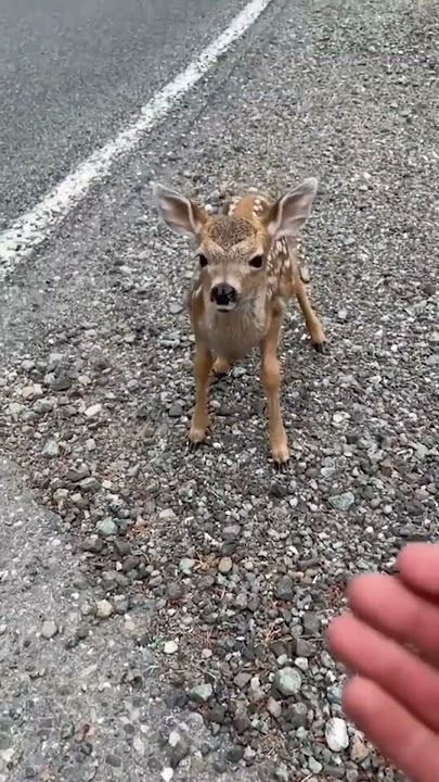 This Deer Was With Its Mother When It Did The Cutest Thing Ever