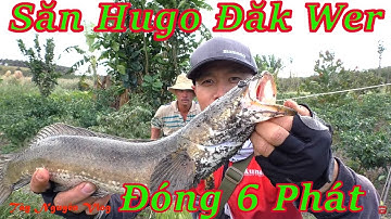 Buổi Chiều May Mắn Lên Hugo, Đóng Cá Sướng Tay | Câu cá lóc tự nhiên