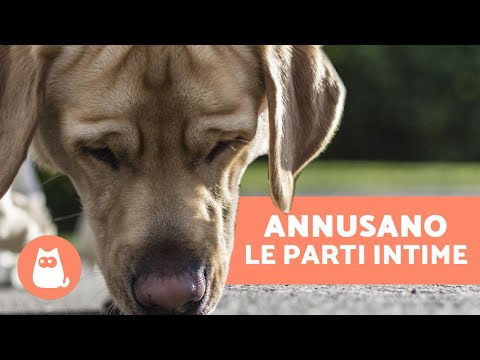 Video: I legislatori vogliono vietare il consumo animale del compagno negli Stati Uniti.