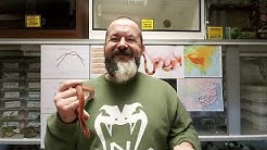 S'N'A Intermediate Series: Episode 23 - Chinese Bamboo Rat Snake (Oreocryptophis p. vaillanti)