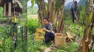 Single mother - Gardening - Harvesting bananas - Strangers entering the house | Ly Thi Hai