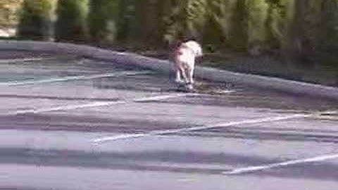 Cane  intelligente