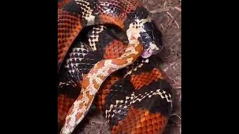 Strange snakes attack other snake #Shorts