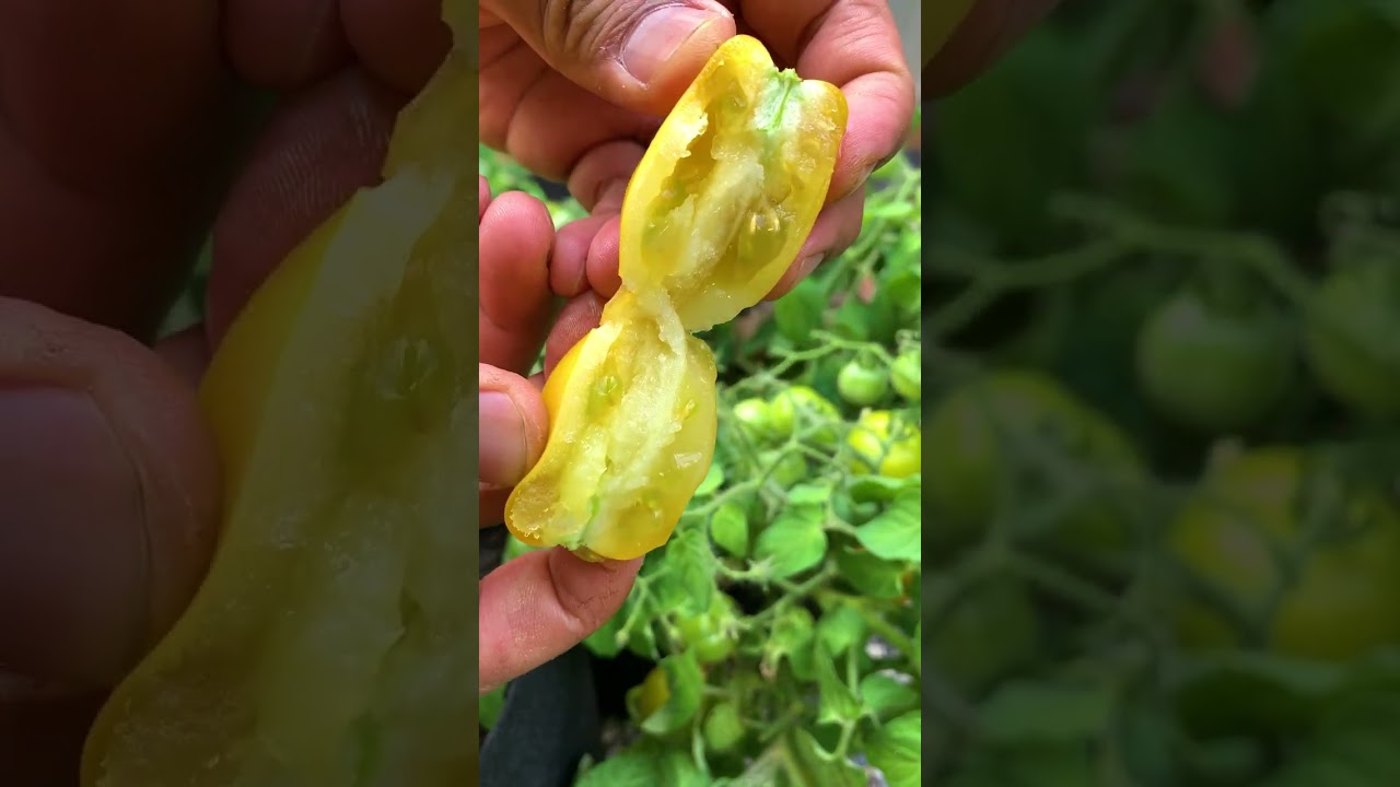 Grow more tomatoes in small space, try Lil' Peeps Microdwarf tomato variety