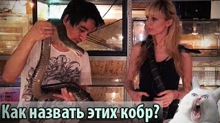 Ручные кобры?