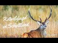 Jagdzeit - Rotwildjagd in den schottischen Highlands