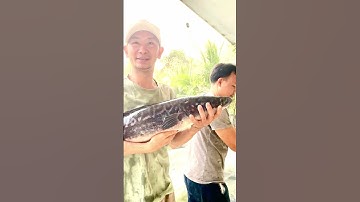 Tát ao bắt cá to bự#fishing #shortsvideo #mientay