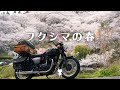 【ソロキャンツー】テントを積んで 福島の桜を見に行こう【W800 STREET】