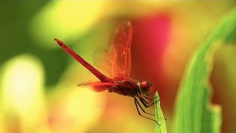 Аmazing and beautiful world of dragonflies/meditation music, calming music, sleep music