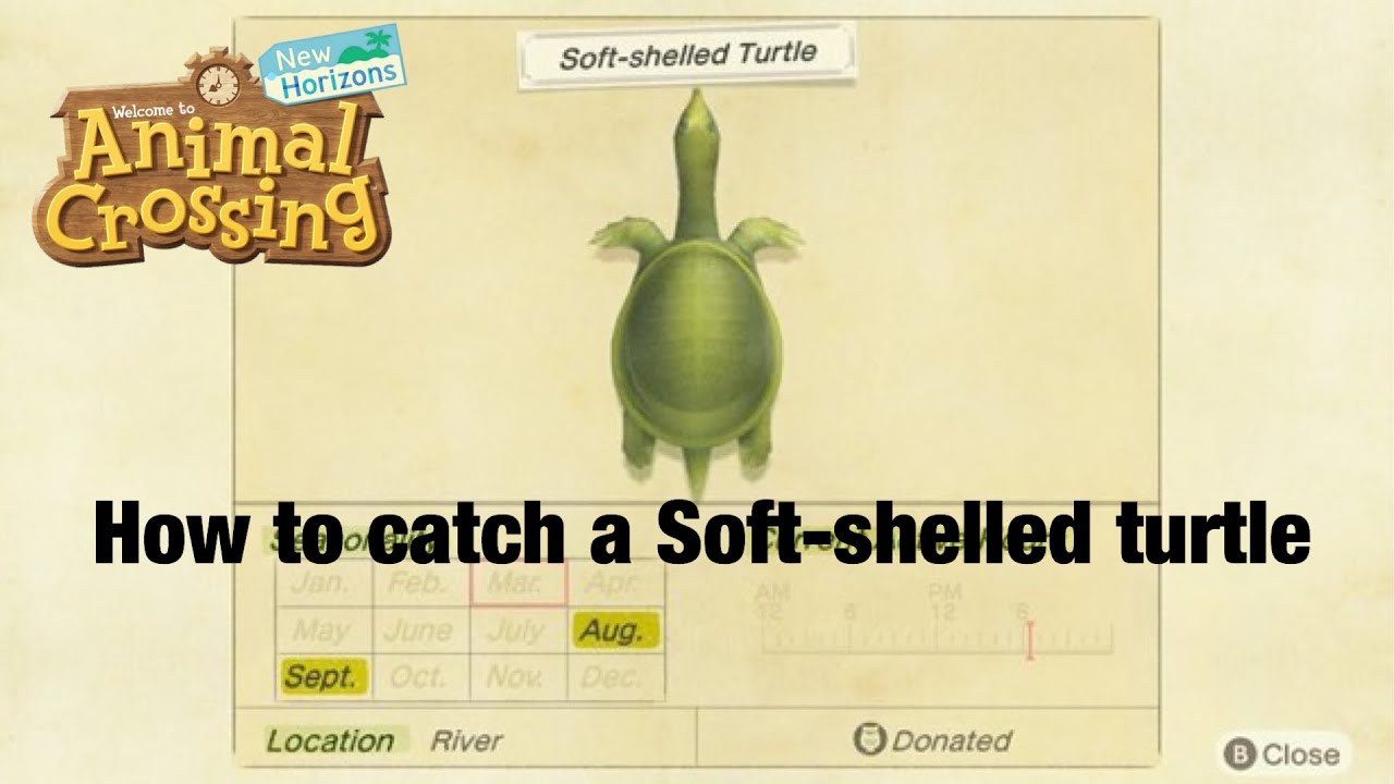 How to Catch A Soft-shelled turtle In Animal Crossing New Horizons! - YouTube How to Catch A Soft-shelled turtle In Animal Crossing New Horizons! - YouTube