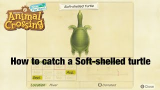 How to Catch A Soft-shelled turtle In Animal Crossing New Horizons!