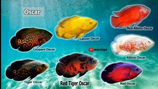 كل ما تريد معرفته عن سمكة اوسكار  fish oscar