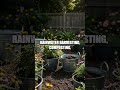 Sunlit Microcanopies A Fresh Garden Design Series