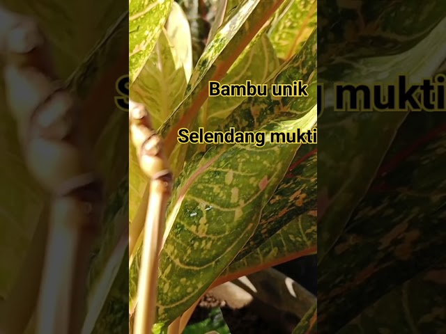 #penampakan #shortvideo #bambu selendang mukti_@cahyohageshaitamachannel646 class=