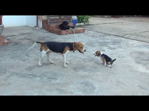 Beagle Puppy Gives An Adult The Runaround Youtube