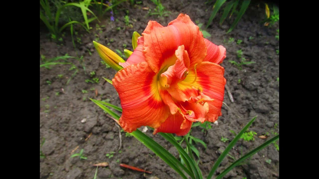 ОБЗОР ЛИЛЕЙНИКОВ НА ДАЧЕ. - YouTube