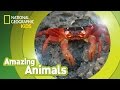 Christmas Crabs: Life and Migration