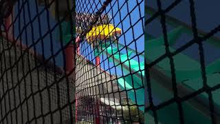 Kumba’s Whipping Zero G Roll