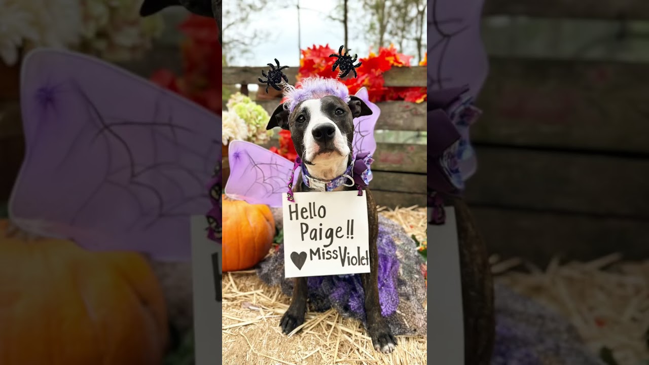 Special hello to Paige who dressed as her fave zombie Miss Violet for her school Halloween Party 💜