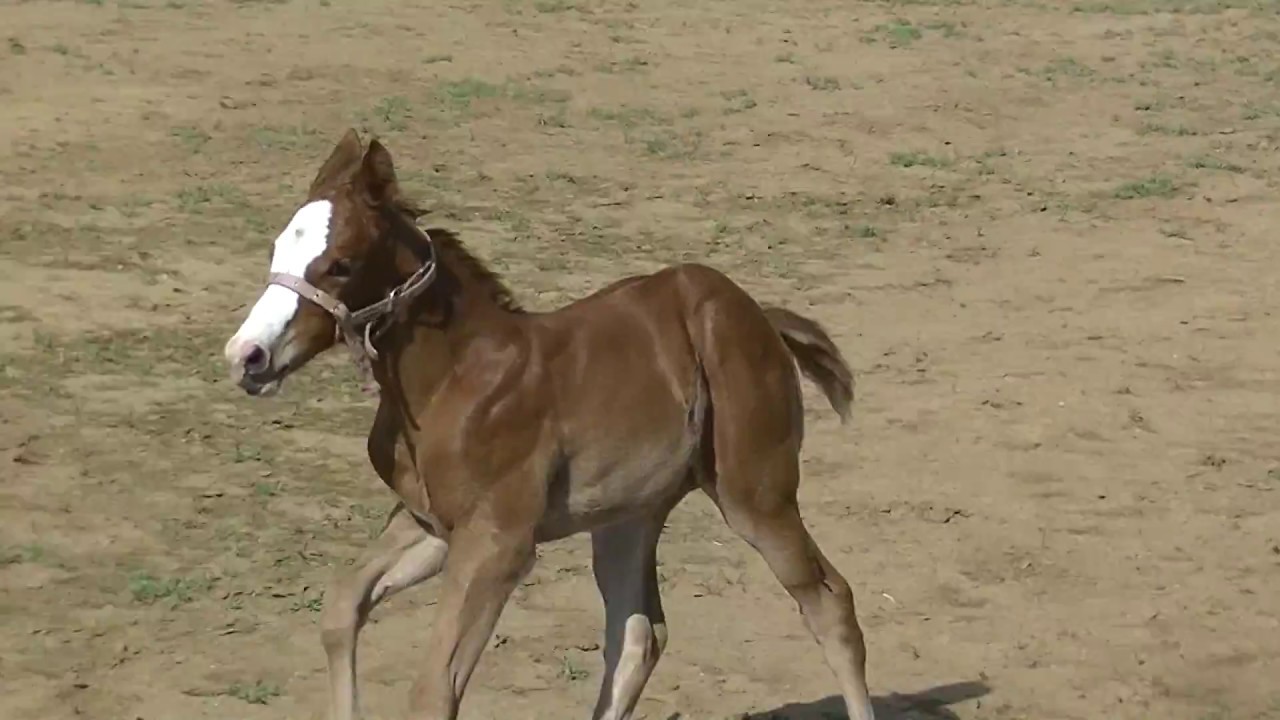 走るかわいい子馬 学校で生まれて3週間のサラブレッド 競走馬 Youtube