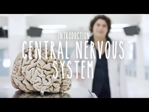 Introduction to the Central Nervous System - UBC Neuroanatomy Season 1 - Ep 1
