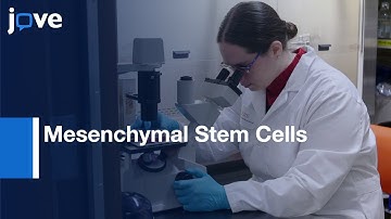 Mesenchymal Stem Cells: Isolation and Expansion | Protocol Preview