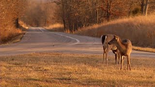 Auto repair shops in the Ozarks keeping busy as crashes involving deer are on the rise