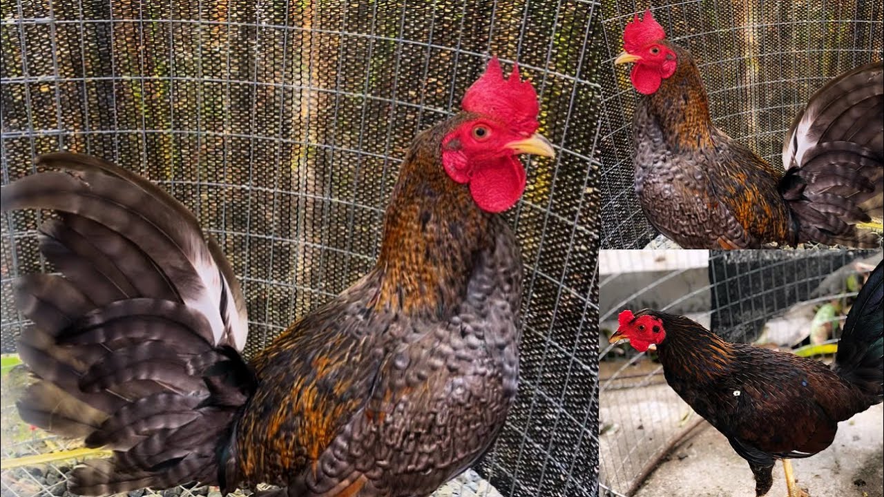 Visitando el hermoso criadero del señor José Luis part. 2 