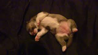 Husky Puppy Twitches Funny While Dreaming