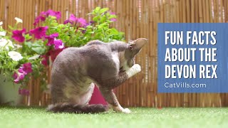 Fun Facts About The Devon Rex Cat