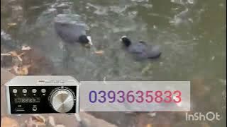 Tiếng sâm cầm mới nhất 2025 miễn phí ae