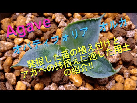 オバティフォリア オルカ！発根した苗の植え付け‼＃agave＃オバ