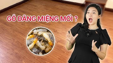 Điều gì xảy ra khi đưa sàn gỗ vào miệng mối
