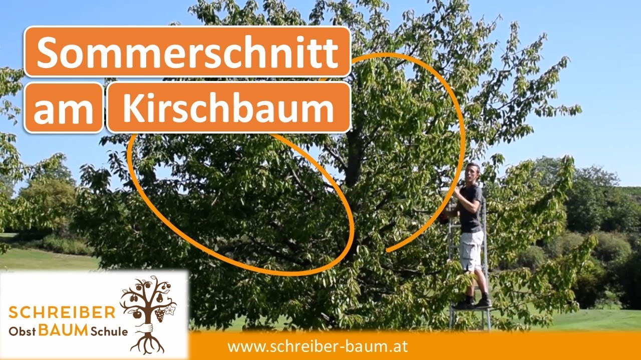 So schneidest du jeden Obstbaum sicher! Baumklettern vom Profi erklärt