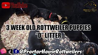 3 week old Rottweiler Puppies (D LITTER)