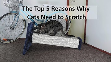 The Top 5 Reasons Why Cats Need to Scratch + Assembling Scratching Post