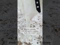 Флора ищет дом #приют #помощь #вдобрыеруки #собаки #помогаемнайтидом #топ