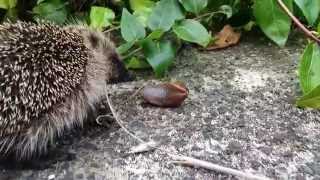 Hedgehog having a go at a slug