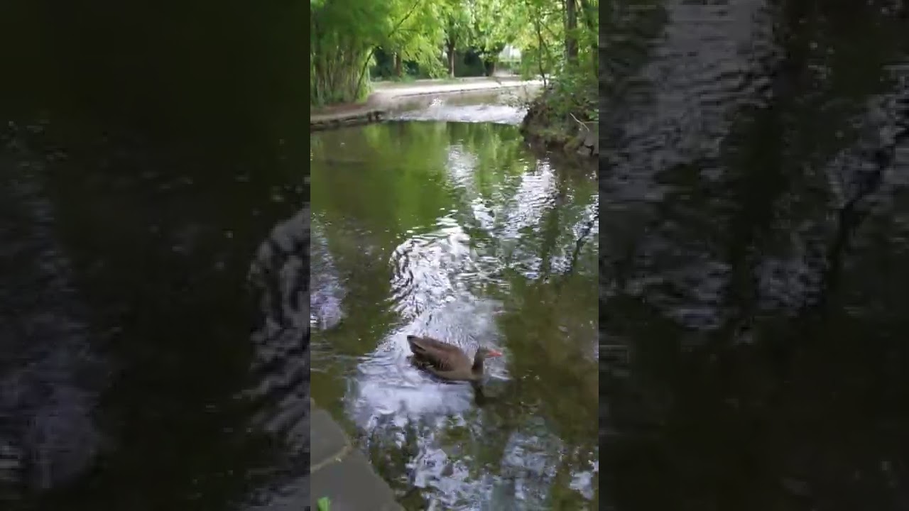 Ducks asmr in the city center park MUNICH, Germany 8 may 2022