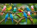 ⭐ Relaxing Piano with Gentle Bird Sounds Calming Nature Sounds for Calm Mind and Deep Focus