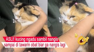 Genuinely CUTE and adorable/cat NGADUING to his owner while CRYING CRYING/compilation of funny cats