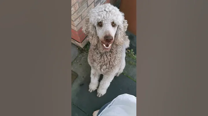 Off lead walking outside