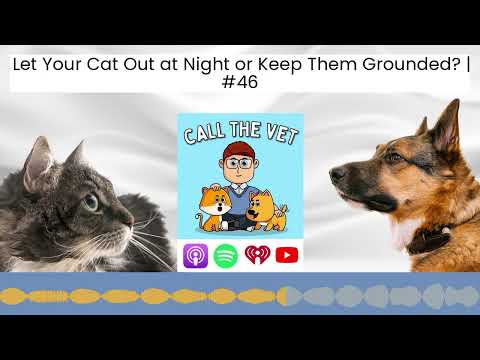 Let Your Cat Out at Night or Keep Them Grounded? | #46